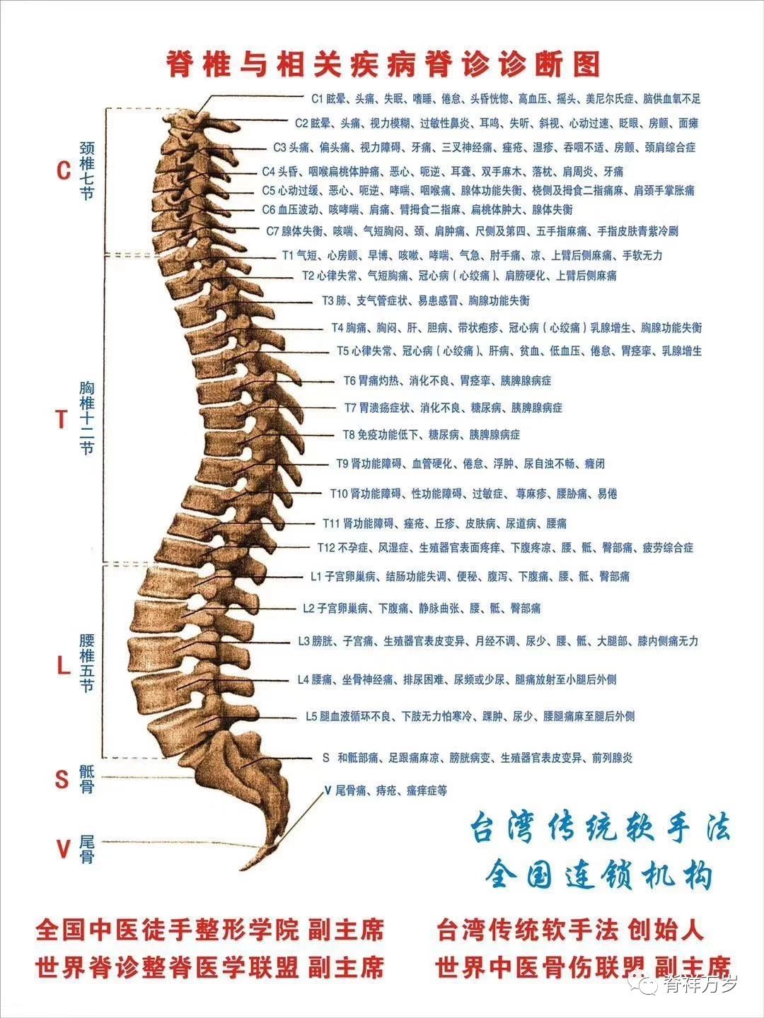 脊柱节段与人体部位的对应图大全，你想要的都在这里 - 知乎