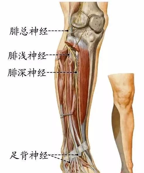 腓深神经穿小腿前群肌至足背,分布于小腿前群肌,足背肌和小腿前面及第